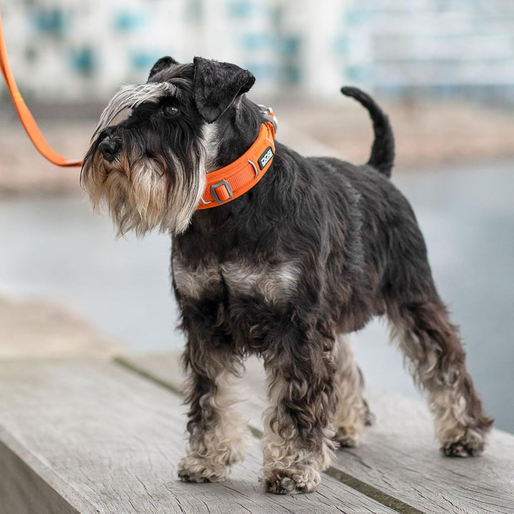 DOG Copenhagen Urban Explorer 3.0 Halsband, Black, M M Black, M Black