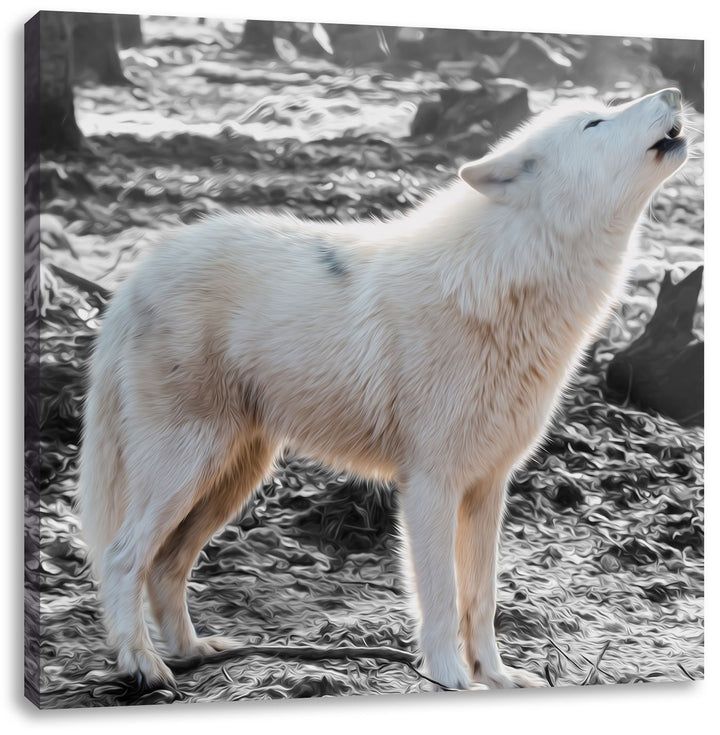 Pixxprint weisser jaulender Wolf im Wald als Leinwandbild/Grösse: 70x70 cm/Wandbild/Kunstdruck/ferti