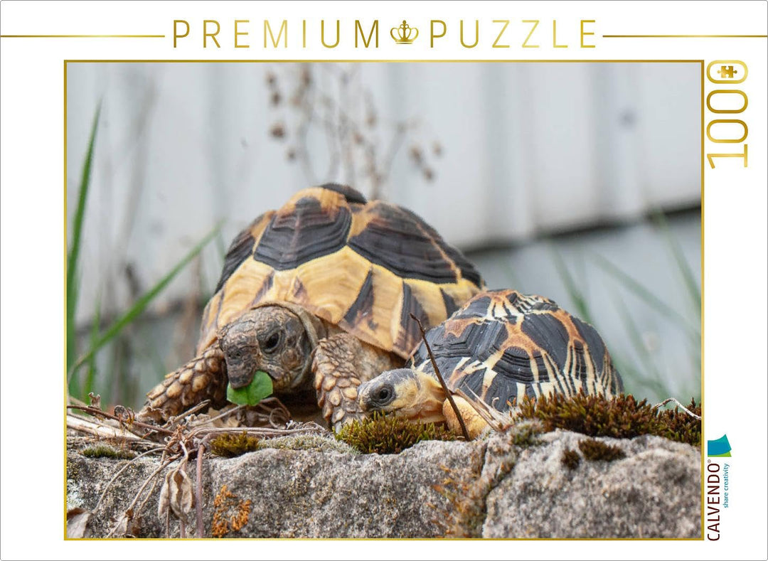 CALVENDO Puzzle Fritz und Willi Zwei Schildkröten 1000 Teile Lege-Grösse 64 x 48 cm Foto-Puzzle Bild