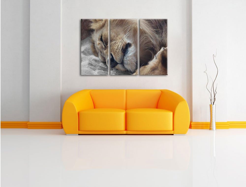 Pixxprint schlafender Löwe als Leinwandbild | Grösse: 3 Teilig (120x80) | Wandbild| Kunstdruck | fer