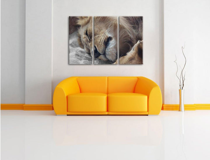 Pixxprint schlafender Löwe als Leinwandbild | Grösse: 3 Teilig (120x80) | Wandbild| Kunstdruck | fer