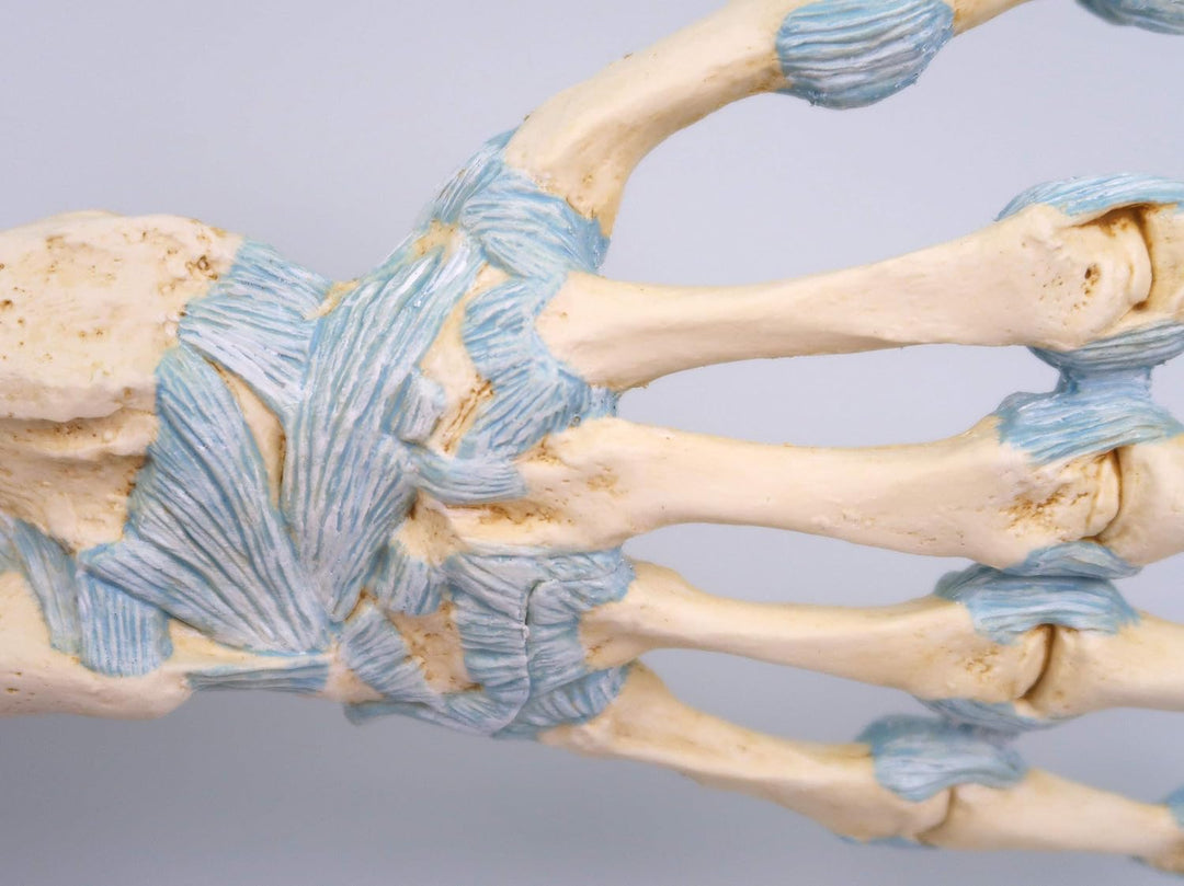 3B Scientific Menschliche Anatomie - Modell des Handskeletts mit Bändern und Karpaltunnel + kostenlo