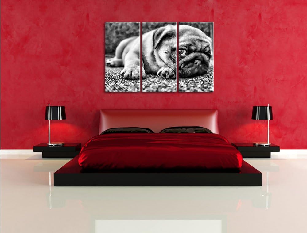 Pixxprint Süsser Mops auf Teppich als Leinwandbild/Grösse: 3 Teilig (120x80 cm) cm/Wandbild/Kunstdru