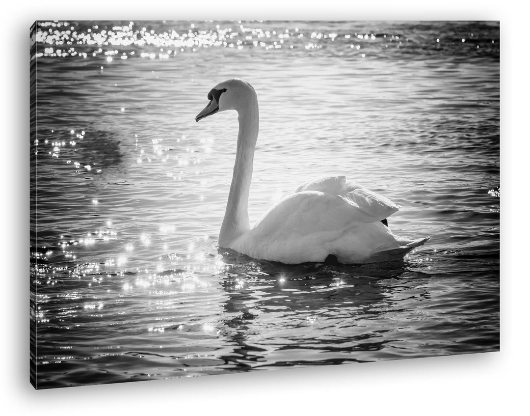 deyoli eleganter Schwan Format: 80x60 Effekt: Schwarz/Weiss als Leinwand, Motiv fertig gerahmt auf E