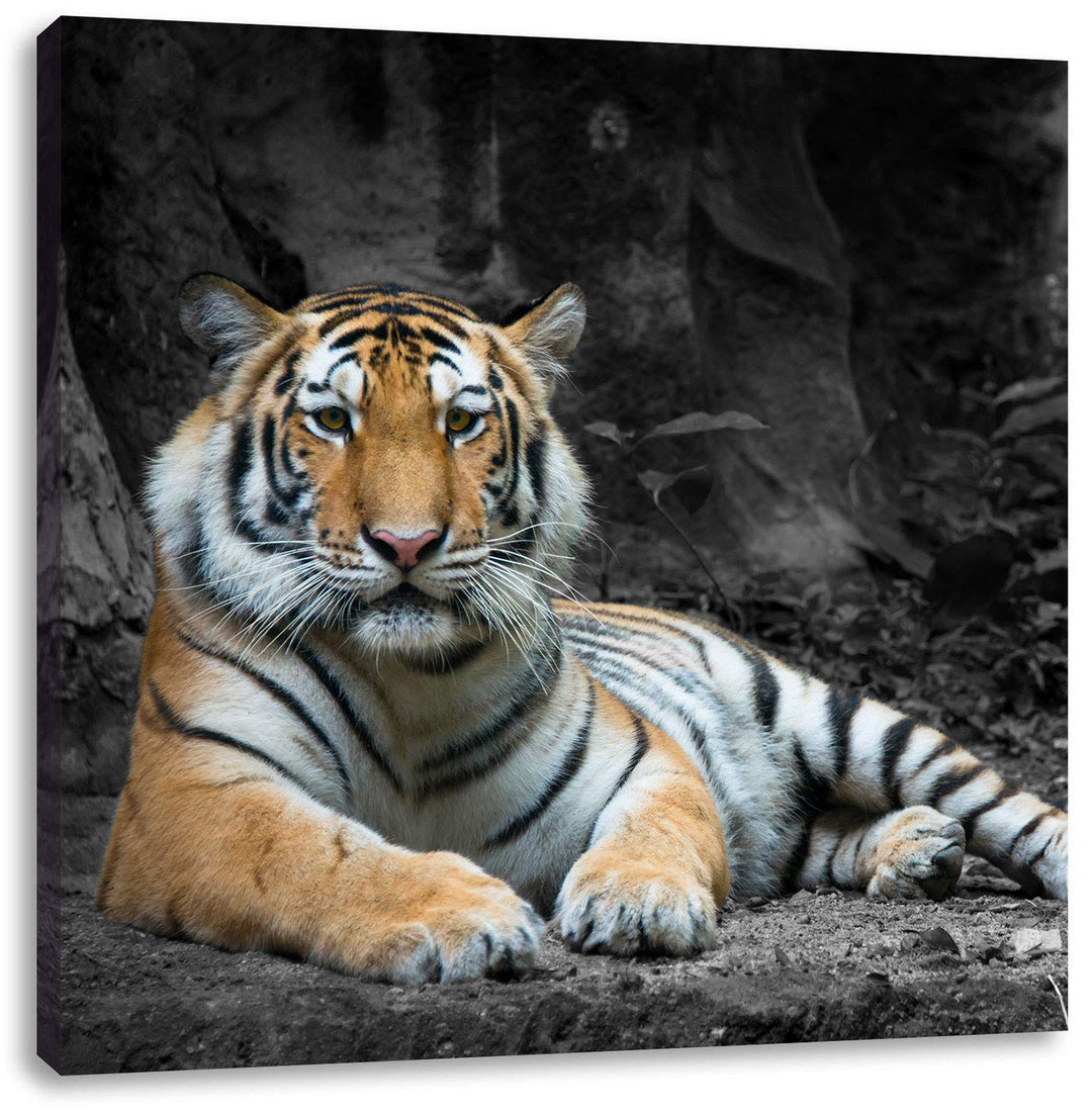 ruhender Löwe schwarz/weiss, Format: 70x70 auf Leinwand, XXL riesige Bilder fertig gerahmt mit Keilr