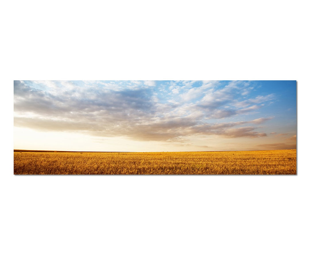 Paul Sinus Art Panoramabild auf Leinwand und Keilrahmen 150x50cm Sommerlandschaft Kornfeld Sonnenunt