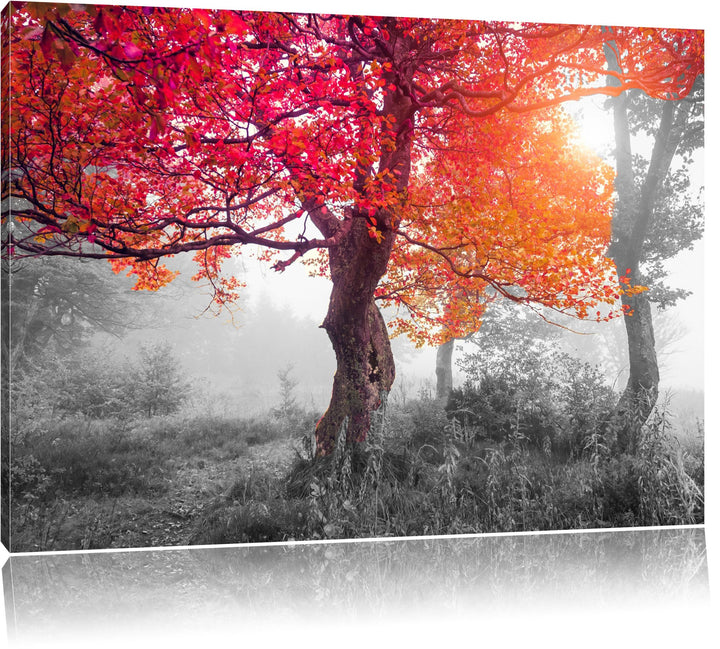 Zauberhafte Waldlandschaft schwarz/weiss Format: 100x70 cm auf Leinwand, XXL riesige Bilder fertig g