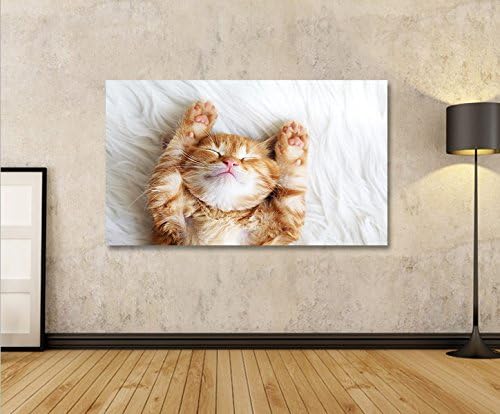 islandburner Bild Bilder auf Leinwand Growler Katze Kater Kätzchen 1p XXL Poster Leinwandbild Wandbi