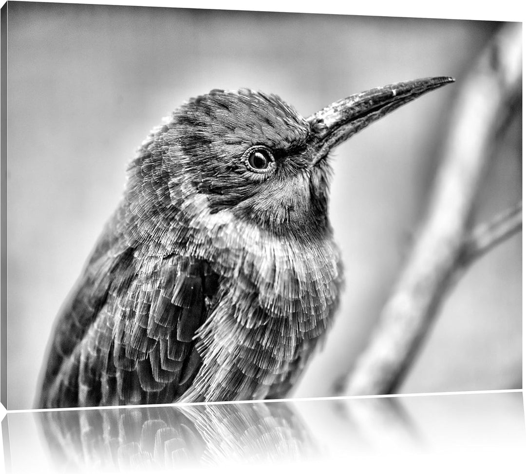 Pixxprint Kleiner tropischer Vogel / 100x70cm Leinwandbild bespannt auf Holzrahmen/Wandbild Kunstdru