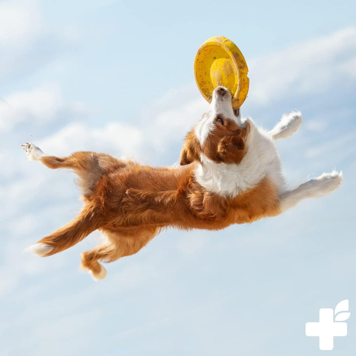 ReaVET Kartoffelflocken Hund 1kg, Kartoffelflocken Hunde, Gemüseflocken Hunde getreidefrei, Gemüsefl