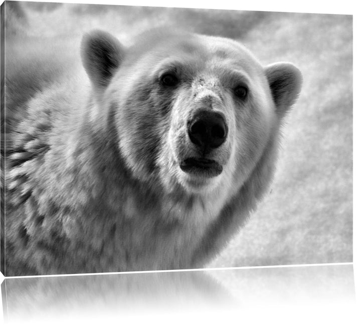 Pixxprint wachsamer Eisbär / 100x70cm Leinwandbild bespannt auf Holzrahmen/Wandbild Kunstdruck Dekor
