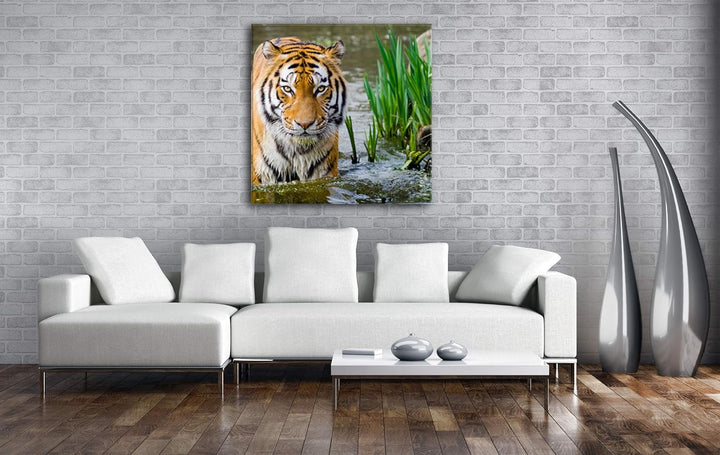 deyoli anmutiger Tiger im Wasser Format: 70x70 als Leinwandbild, Motiv fertig gerahmt auf Echtholzra