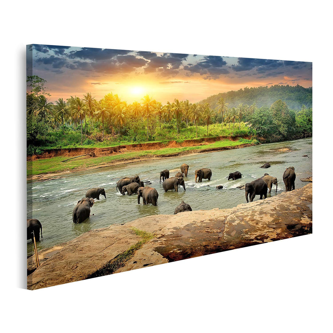 islandburner Bild auf Leinwand Badende Elefanten Herde Im Fluss Im Dschungel Sri Lanka Bilder Wandbi