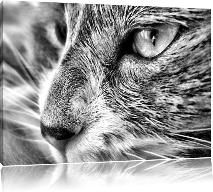 Pixxprint Katze mit blauen Augen als Leinwandbild/Grösse: 100x70 / Wandbild/Kunstdruck/fertig bespan