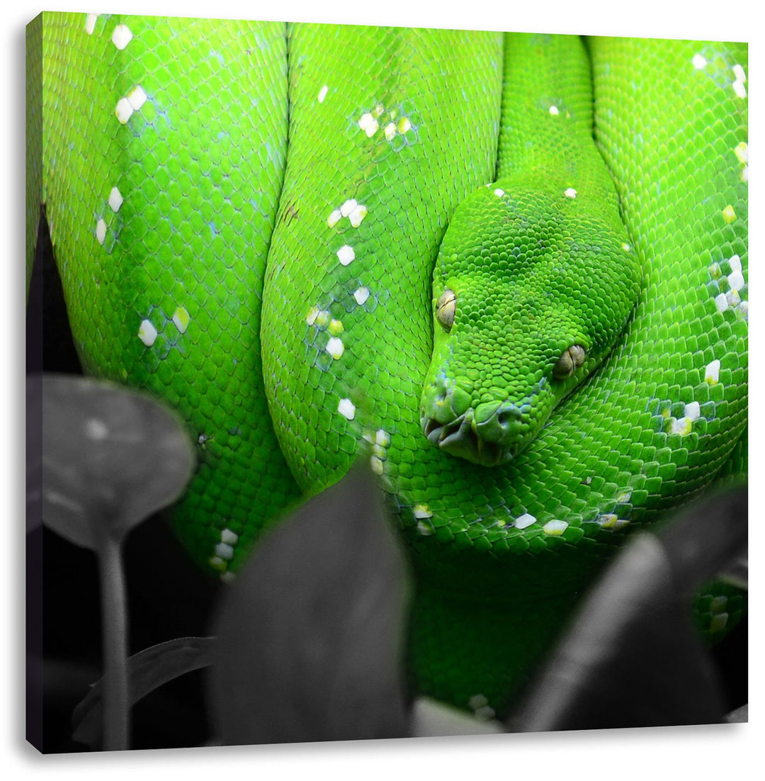 Pixxprint Giftige Grüne Schlange schwarz/weiss, Format: 70x70 auf Leinwand, 70x70