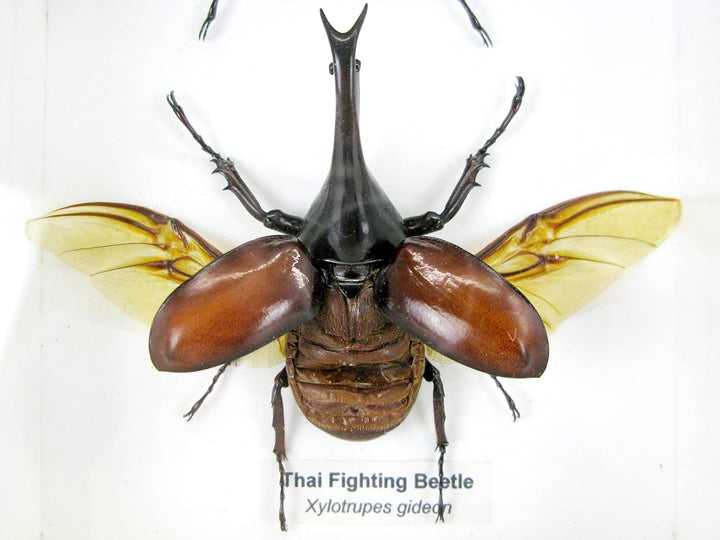 Echte präparierte und riesige Insekten, Cicaden und Krabbler im Schaukasten aus Holz hinter Glas (2