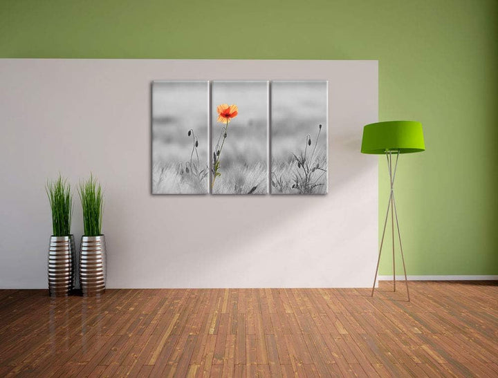 Rote Mohnblume im Feld schwarz/weiss 3-Teiler Leinwandbild 120x80 Bild auf Leinwand, XXL riesige Bil