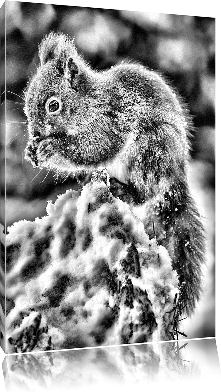 Pixxprint Kleines Eichhörnchen im Winter als Leinwandbild/Grösse: 100x70 cm/Wandbild/Kunstdruck/fert