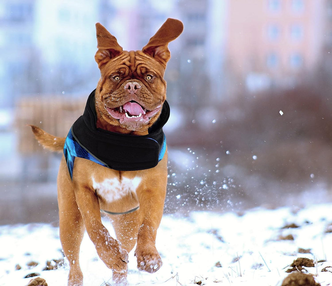CITÉTOILE Warme Hundemantel Winter, Hundemantel mit Bauchschutz, Wintermantel für Hunde mit Reflekti