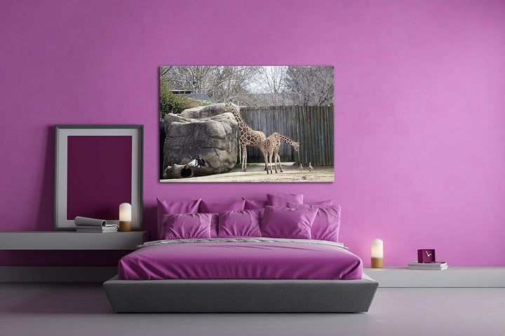 deyoli Zwei Giraffen in einem Gehege Format: 80x60 als Leinwandbild, Motiv fertig gerahmt auf Echtho