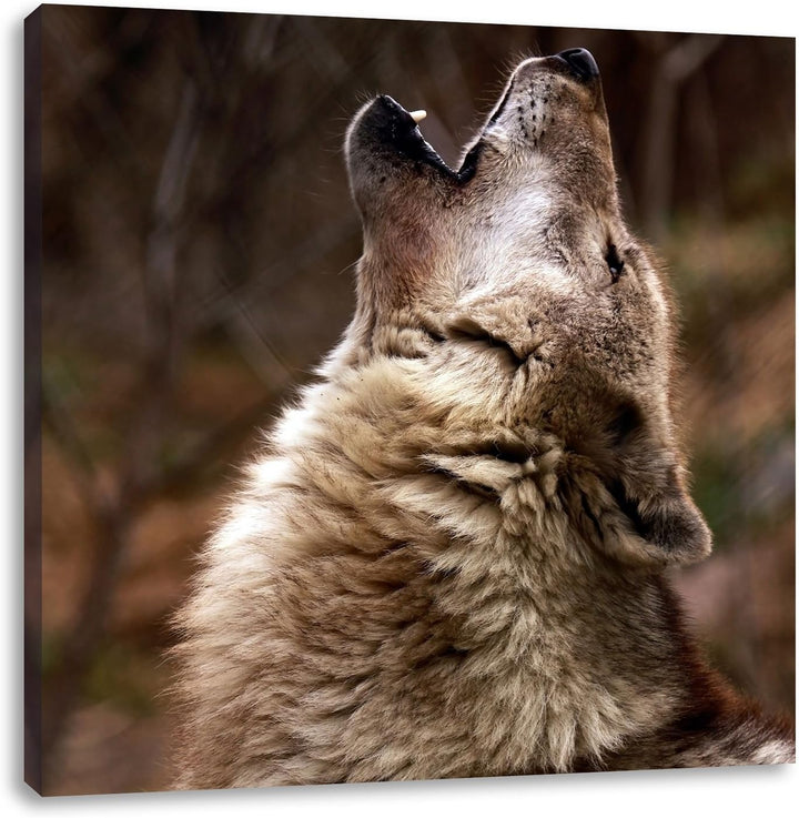 Pixxprint Heulende Wölfe, Format: 70x70 auf Leinwand, XXL riesige Bilder fertig gerahmt mit Keilrahm