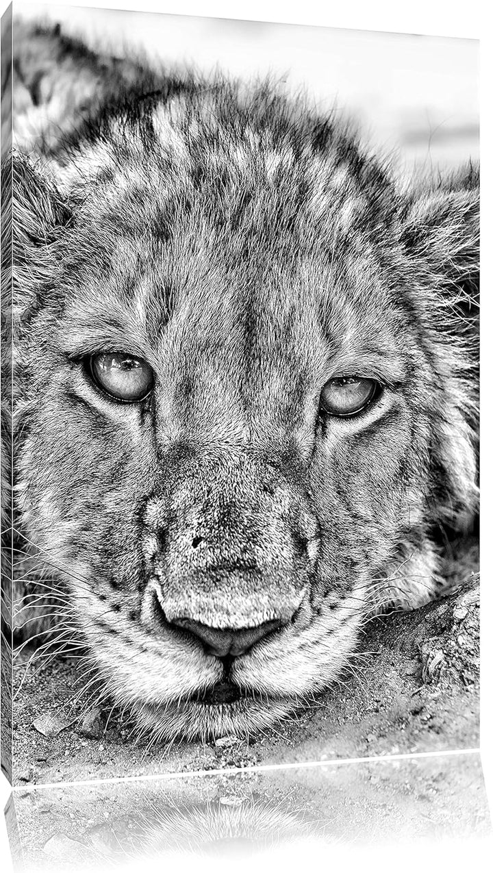 Monocrome, wachsame Löwin, Format: 100x70 auf Leinwand, XXL riesige Bilder fertig gerahmt mit Keilra