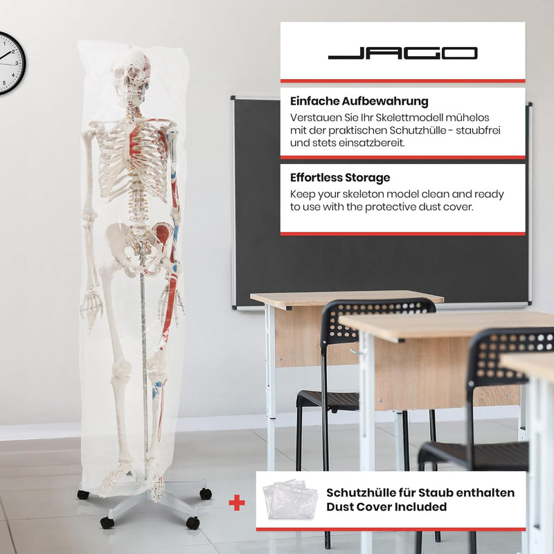 Jago® Menschliches Anatomie Skelett 181.5 cm - mit Muskelbemalungdetails, inkl. Schutzabdeckung, Leb