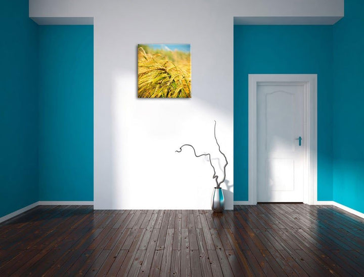 Goldene Getreide Ären, Format: 70x70 auf Leinwand, XXL riesige Bilder fertig gerahmt mit Keilrahmen,