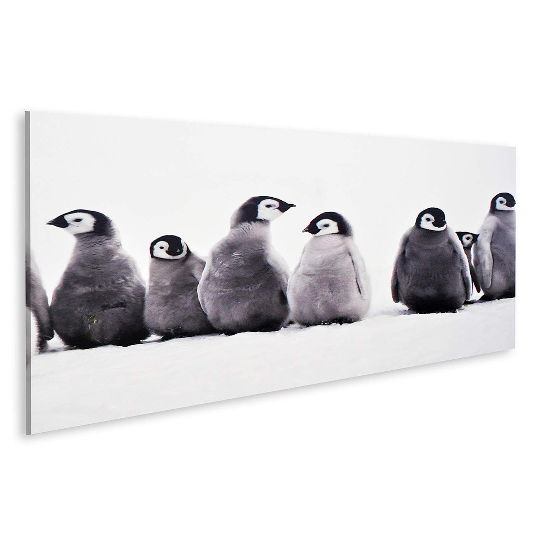 islandburner Bild auf Leinwand Junge Pinguine Baby Junge Pinguine Baby Eissonne Bilder Wandbilder Po