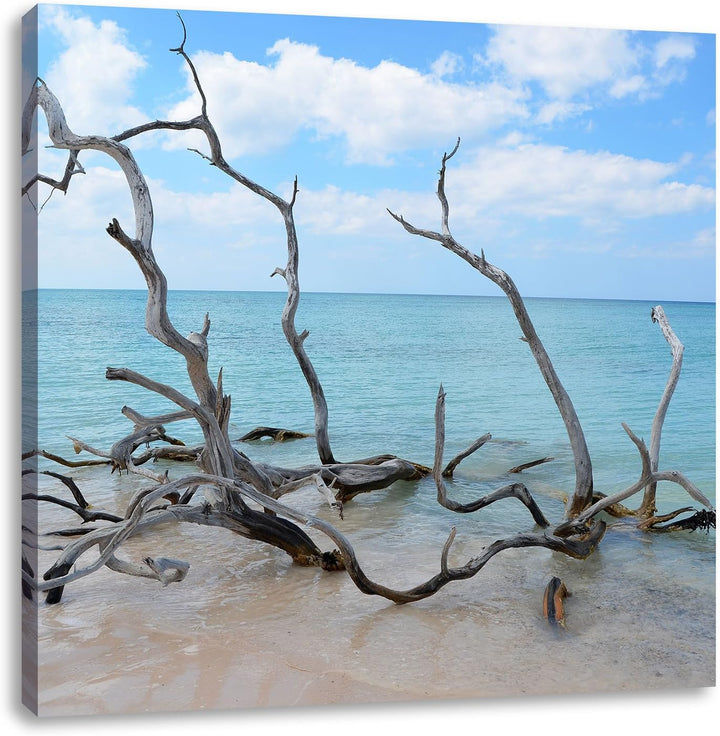 Pixxprint Strand mit Treibholz in Kuba als Leinwandbild/Grösse: 70x70 cm/Wandbild/Kunstdruck/fertig