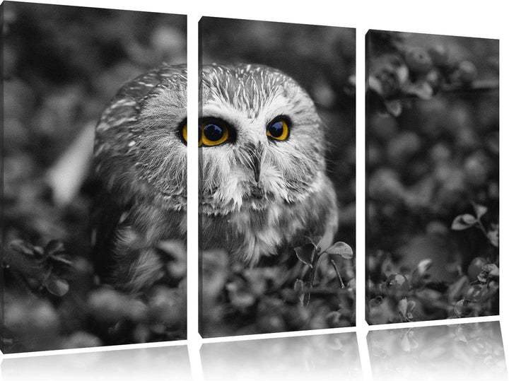 junger Kauz im Vogelbeerstrauch schwarz/weiss 3-Teiler Leinwandbild 120x80 Bild auf Leinwand, XXL ri