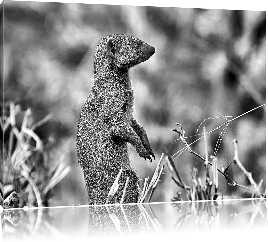 Pixxprint Marder in der Savanne / 100x70cm Leinwandbild bespannt auf Holzrahmen/Wandbild Kunstdruck
