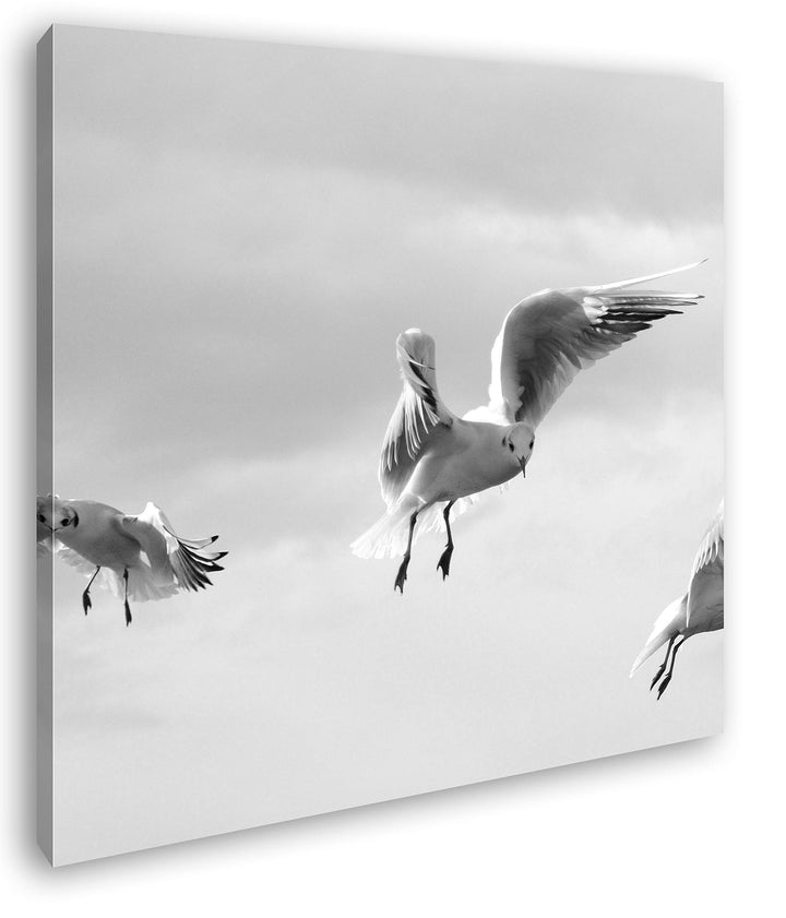 deyoli in Freiheit Fliegende Möwen im Format: 70x70 Effekt: Schwarz&Weiss als Leinwandbild, Motiv au