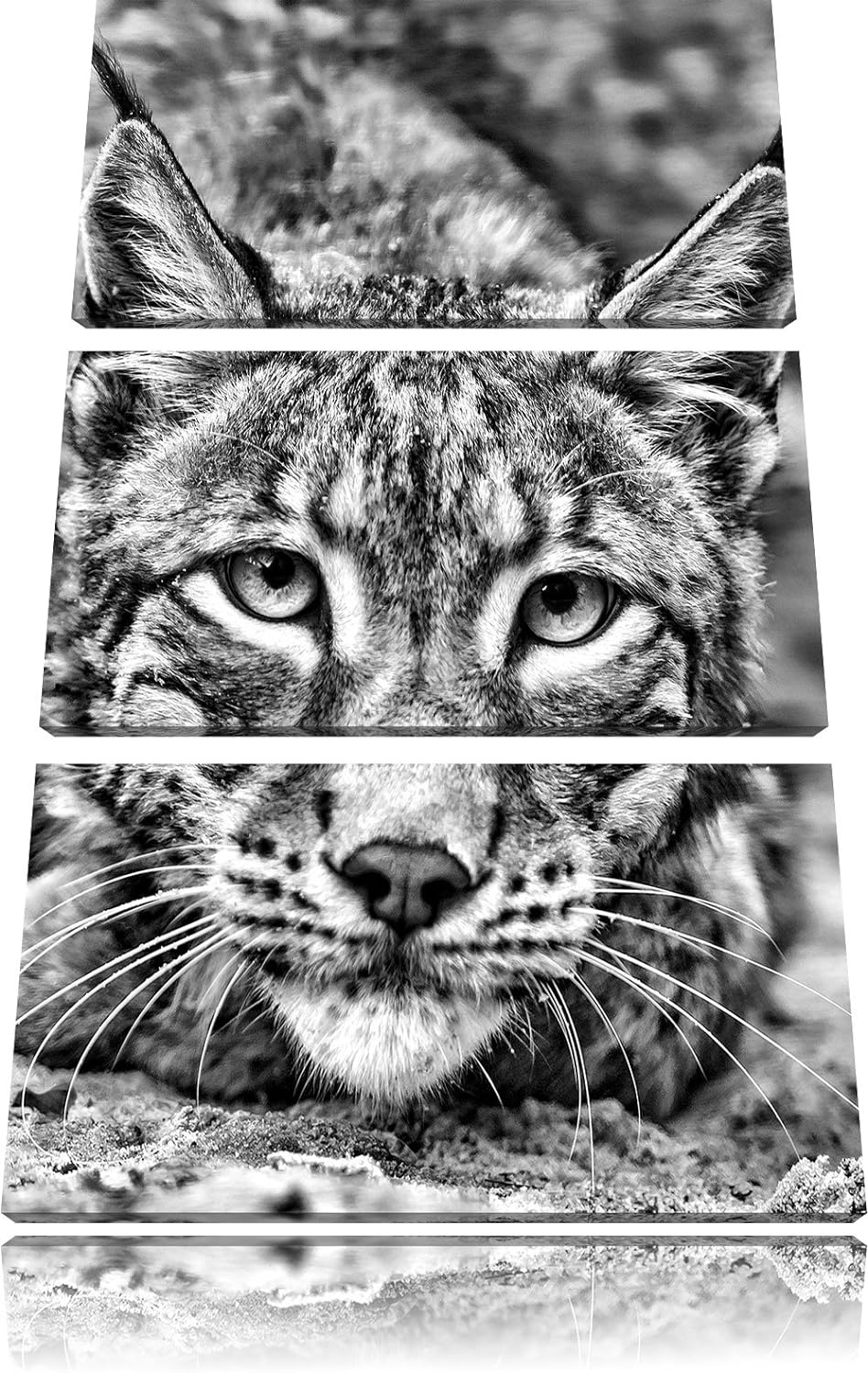 Pixxprint wachsamer Luchs als Leinwandbild/Grösse: 3 Teilig (120x80) cm/Wandbild/Kunstdruck/fertig b