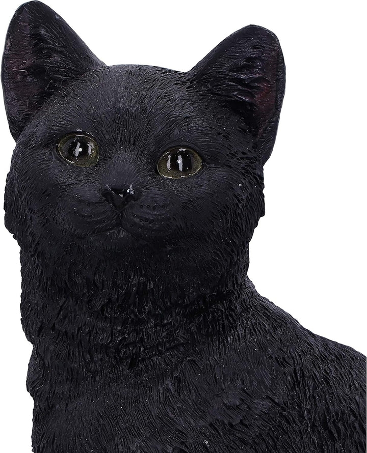 Nemesis Now Familiar Fate Dekofigur Hexen, Katze und Totenkopf, 24,3 cm