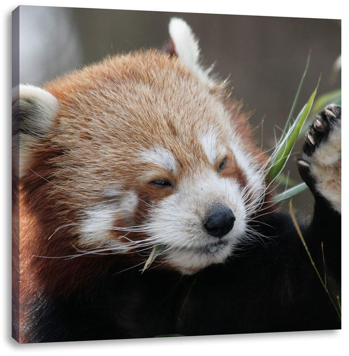 Kleiner Panda sagt Hallo, Format: 70x70 auf Leinwand, XXL riesige Bilder fertig gerahmt mit Keilrahm