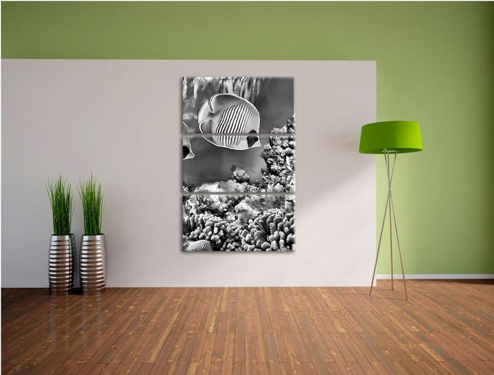 Pixxprint Monocrome, Tropen Fische im Korallenriff 3-Teiler Leinwandbild 120x80 Bild auf Leinwand, r