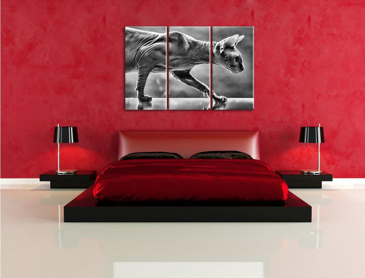 Pixxprint Einzigartige Sphynx Katze als Leinwandbild/Grösse: 3 Teilig (120x80) cm/Wandbild/Kunstdruc