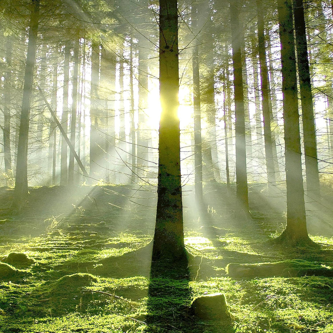 Runa Art Wandbilder Wald Landschaft 5 Teilig Bild auf Vlies Leinwand Deko Schlafzimmer Wohnzimmer So