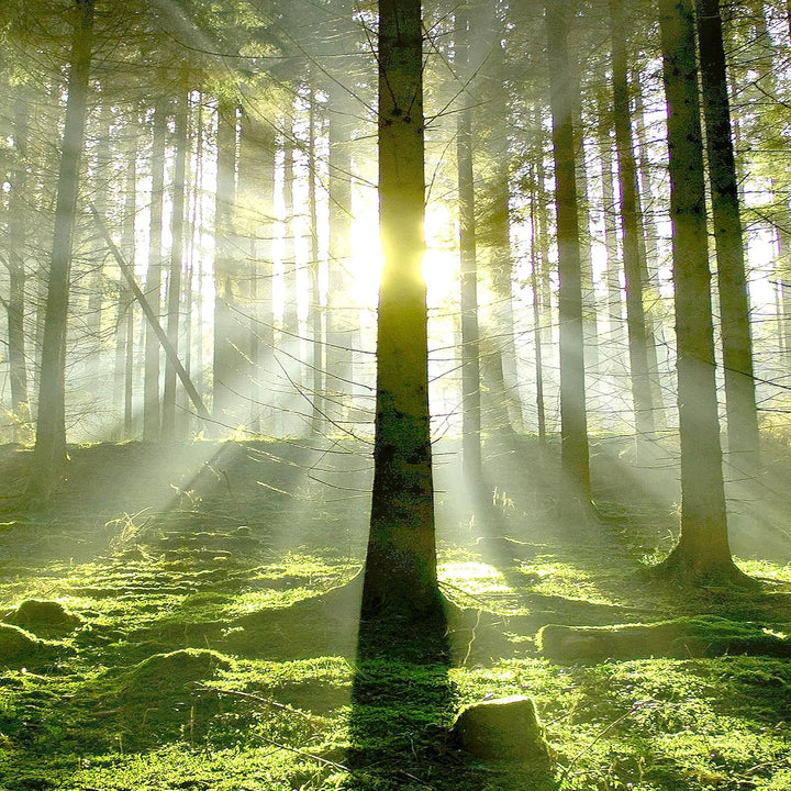 Runa Art Wandbilder Wald Landschaft 5 Teilig Bild auf Vlies Leinwand Deko Schlafzimmer Wohnzimmer So