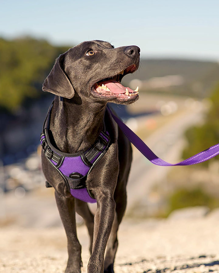Joytale Hundegeschirr mittelgrosse Hunde, reflektierendes Geschirr Hund,luftdurchlässige Hundegeschi