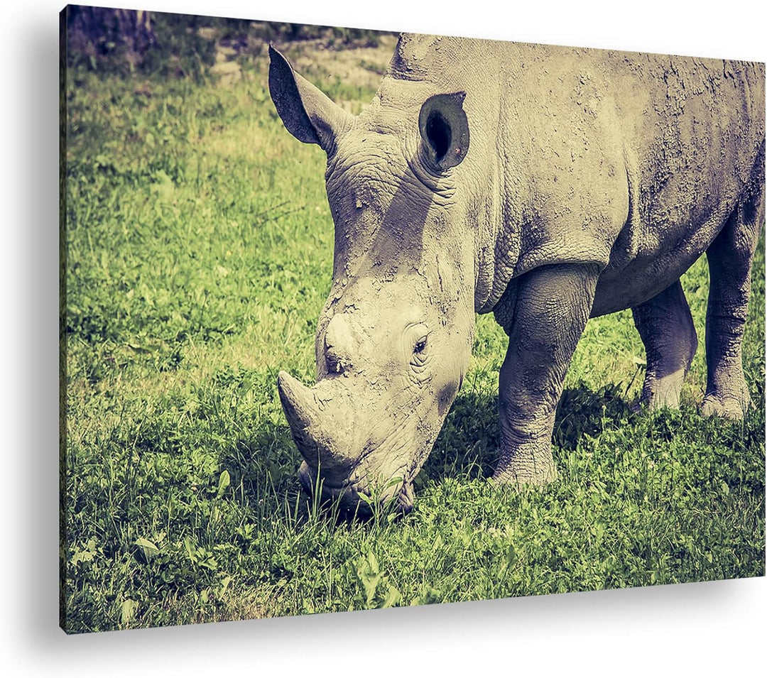 deyoli edles Nashorn Format: 80x60 als Leinwand, Motiv fertig gerahmt auf Echtholzrahmen, Hochwertig