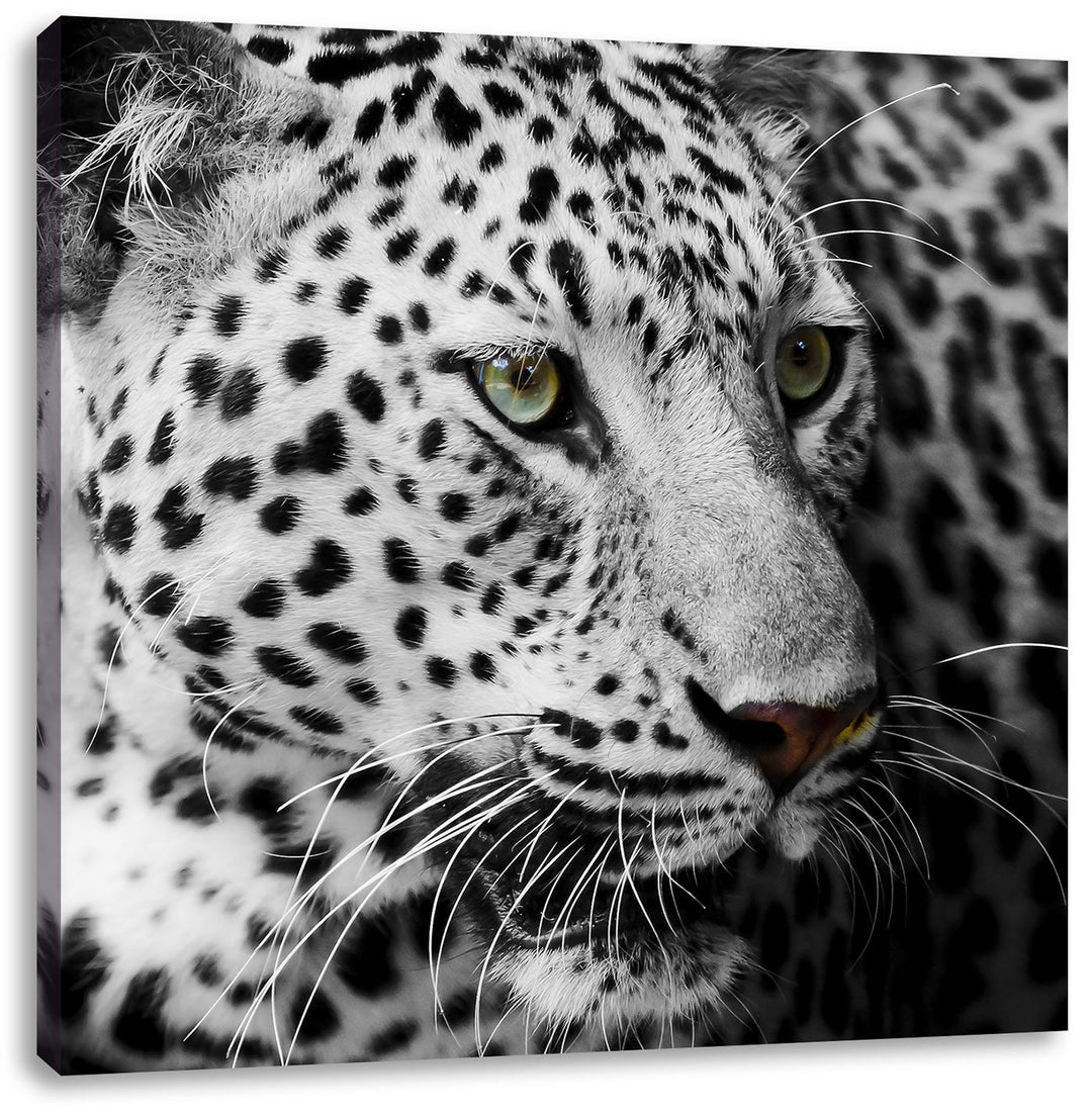 Pixxprint Stolzer Leopard, Format: 70x70 auf Leinwand, XXL riesige Bilder fertig gerahmt mit Keilrah