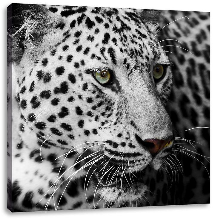 Pixxprint Stolzer Leopard, Format: 70x70 auf Leinwand, XXL riesige Bilder fertig gerahmt mit Keilrah