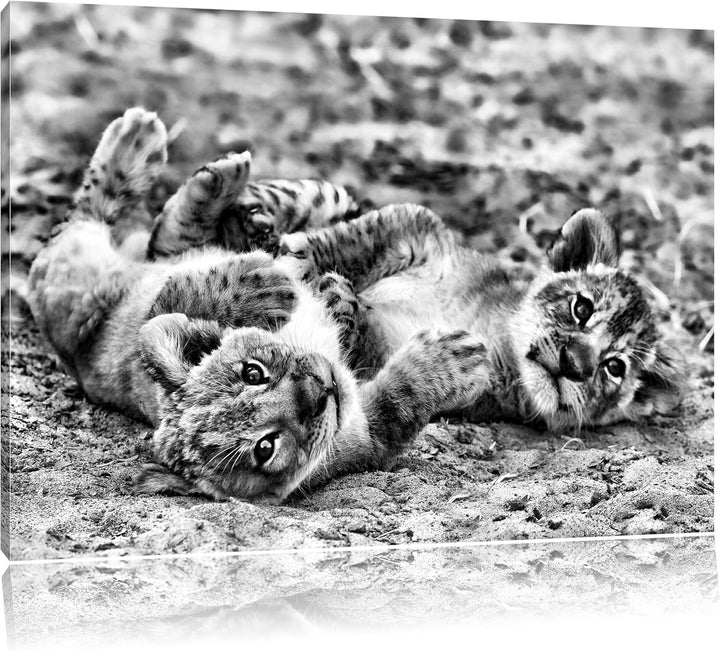 Pixxprint Spielende Löwenjungen / 100x70cm Leinwandbild bespannt auf Holzrahmen/Wandbild Kunstdruck
