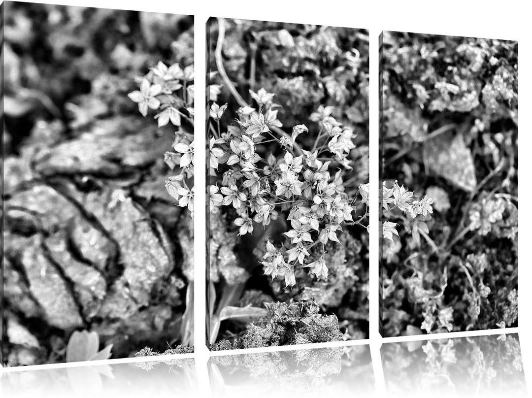 Pixxprint kleine weisse Sternblumen als Leinwandbild/Grösse: 3 Teilig (120x80) cm/Wandbild/Kunstdruc