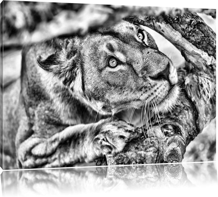 Pixxprint anpirschende Löwin als Leinwandbild/Grösse: 100x70 cm/Wandbild/Kunstdruck/fertig bespannt,