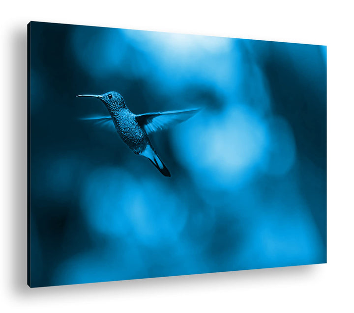 deyoli Kleiner Kolibri Format: 60x40 Effekt: Monocrome Blau als Leinwandbild, Motiv fertig gerahmt a