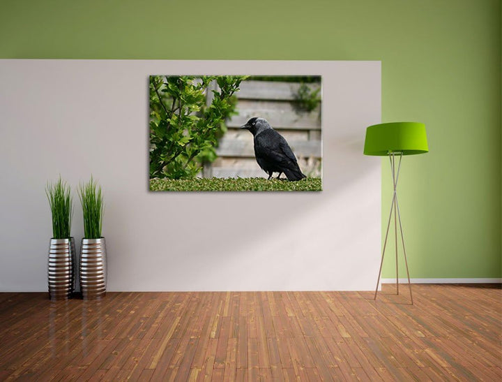 schöner schwarzer Vogel auf Gartenwiese Leinwand, XXL riesige Bilder fertig gerahmt mit Keilrahmen,