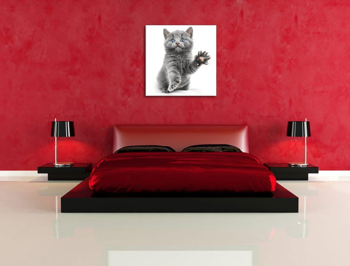 Babykatze die bettelt, Format: 70x70 auf Leinwand, XXL riesige Bilder fertig gerahmt mit Keilrahmen,